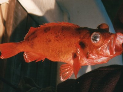 Atlantic Ocean Perch