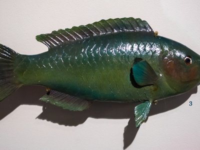 Atlantic Parrotfish
