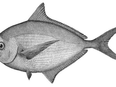 Atlantic Pomfret