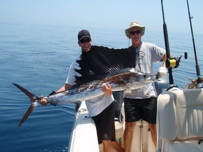 Atlantic Sailfish