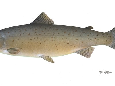 Atlantic Salmon