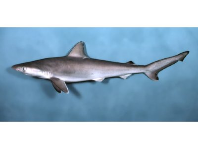 Atlantic Sharpnose Shark
