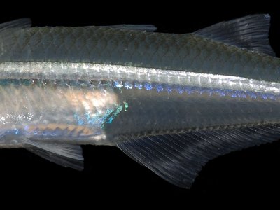 Atlantic Silverside