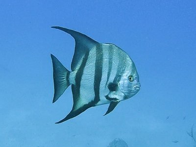 Atlantic Spadefish