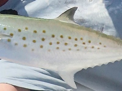 Atlantic Spanish Mackerel