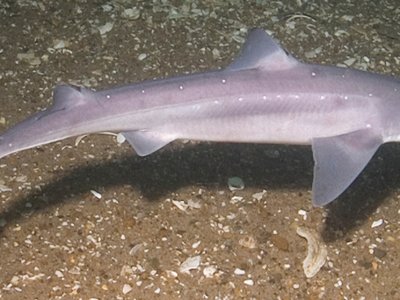 Atlantic Spiny Dogfish