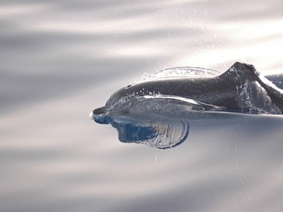 Atlantic Spotted Dolphin