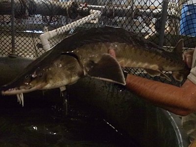 Atlantic Sturgeon