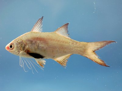 Atlantic Threadfin