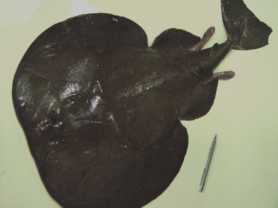 Atlantic Torpedo Ray