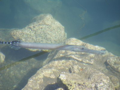 Atlantic Trumpetfish
