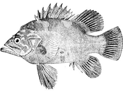 Atlantic Wreckfish