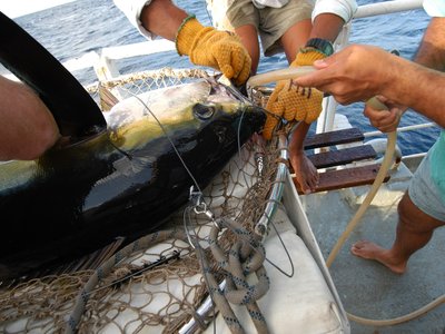 Atlantic Yellowfin Tuna