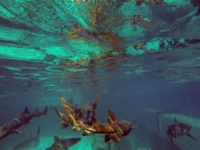 Atlantis Shark