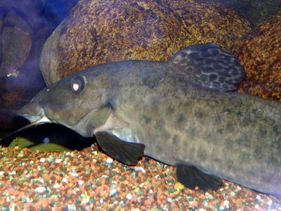 Auchenoglanis