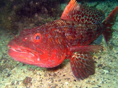 Aulopidae