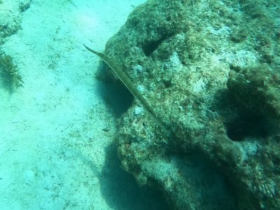 Aulostomus