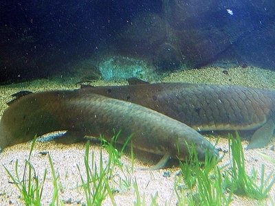 Australian Lungfish