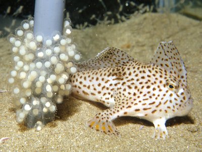 Australian Spotted Handfish