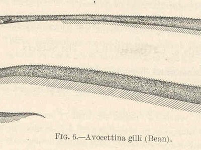 Avocet Snipe Eel