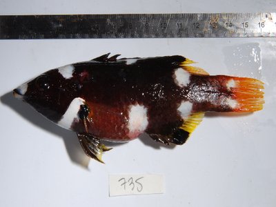Axilspot Hogfish