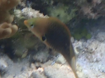 Axilspot Wrasse