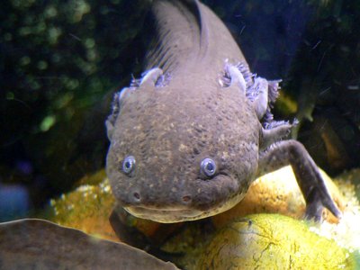Axolotl