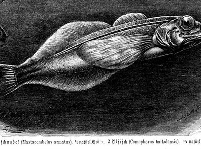 Baikal Oilfish