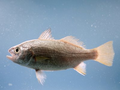Bairdiella