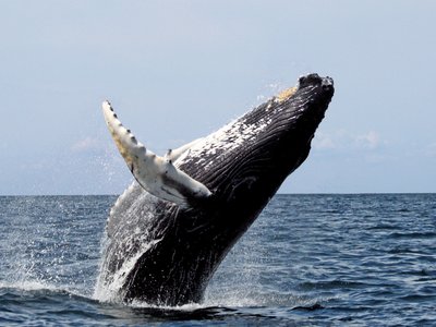 Baleen Whale