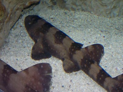 Bamboo Shark