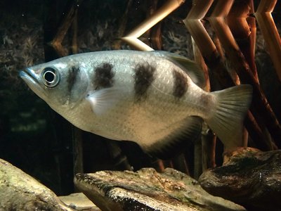 Banded Archerfish