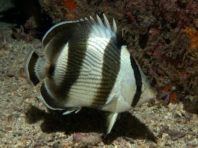Banded Butterflyfish