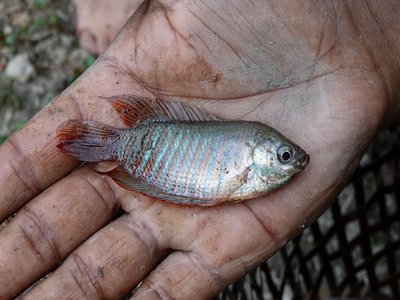 Banded Gourami