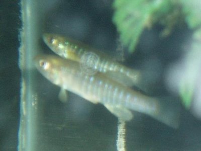 Banded Killifish