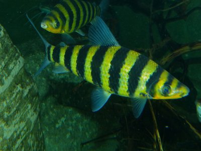 Banded Leporinus