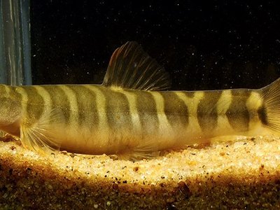 Banded Loach