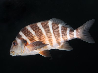 Banded Morwong