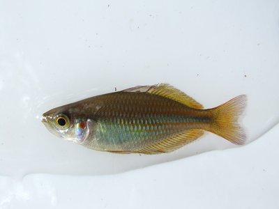 Banded Rainbowfish