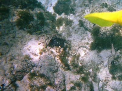 Banded Snake Eel