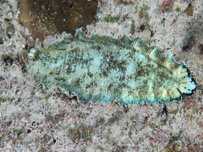 Banded Sole