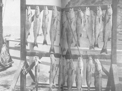Bank Seabass