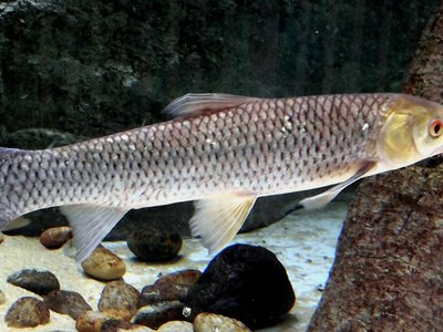 Barbel Chub