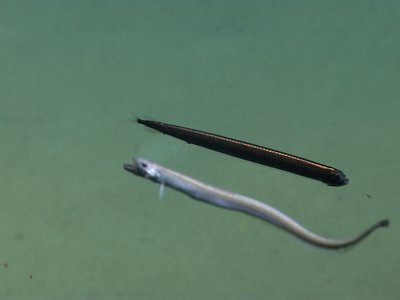 Barbeled Dragonfish