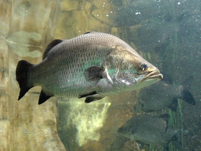 Barramundi