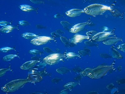 Barred Flagtail