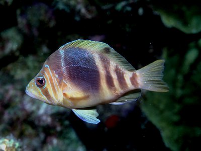 Barred Hamlet