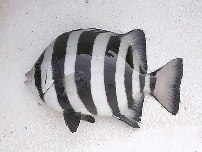 Barred Knifejaw