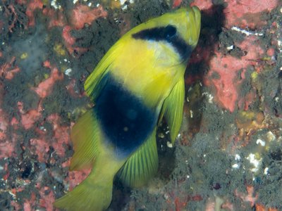 Barred Soapfish