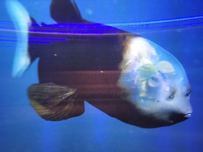 Barreleye